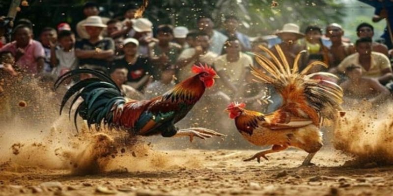 Đặt cược gà chọi c1